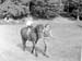  Home Guards 1942.2063