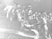  Ampthill Park 1944.2423