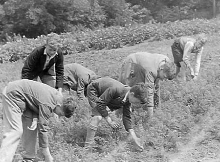 1942 Gardening 07