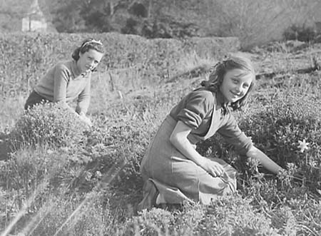 1945 Gardening 03