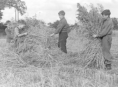 1946 Harvesting 01