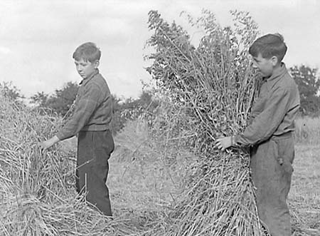 1946 Harvesting 02