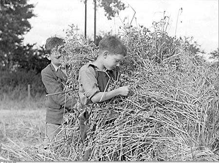 1946 Harvesting 03