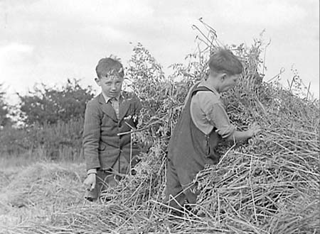1946 Harvesting 04