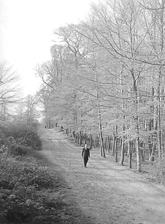 1949 Woods 03