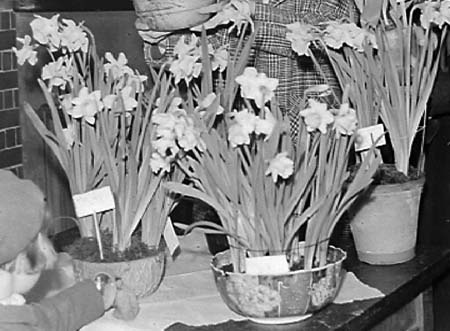 1940 Bulbs Show 04