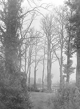 1948 Elm Disease 02