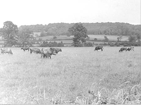 1955 Scenic Views 03