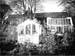 Cedars 31 1964