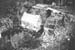 Cedars 32 1964