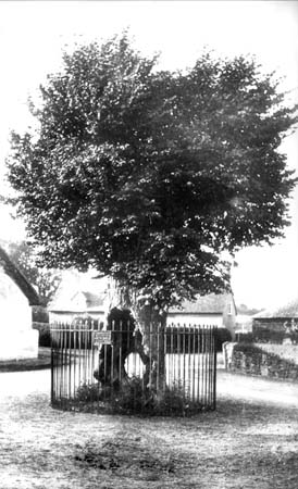  e1900s Old Tree