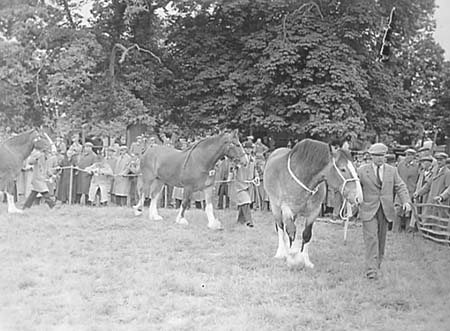 Shire Horses 03