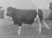 Cattle 11