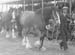 Heavy Horses 02