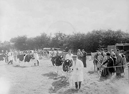 Cattle 01