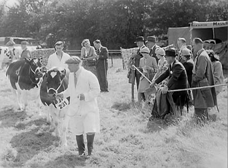 Cattle 02