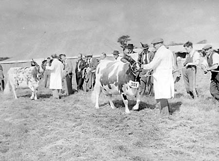 Cattle 06