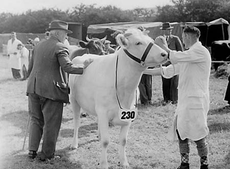Cattle 10