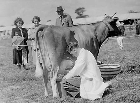 Cattle 11