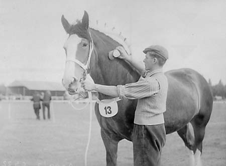 Heavy Horses 03