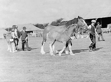 Heavy Horses 06