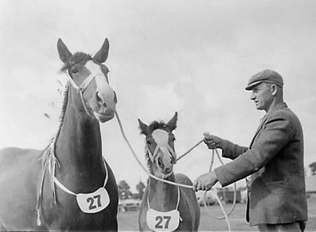 Heavy Horses 09