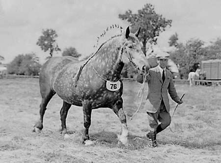 Heavy Horses 11