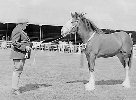 Heavy Horses 12