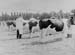 Cattle 03