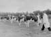 Cattle 04