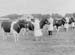 Cattle 05