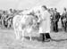 Cattle 08