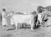 Cattle 09