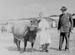 Cattle 13
