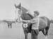 Heavy Horses 03