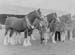 Heavy Horses 04
