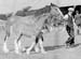 Heavy Horses 07
