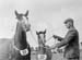 Heavy Horses 09