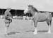 Heavy Horses 12