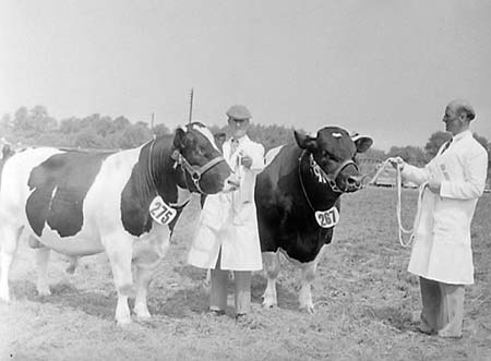 Cattle 11