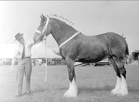 Heavy Horses 08