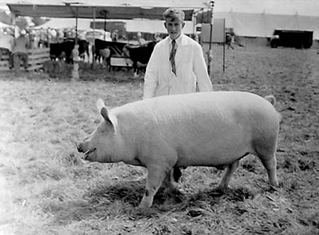 Pigs 05