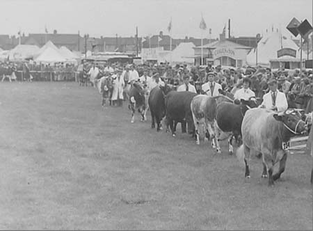  Cattle Parade 06