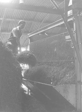 1950 Grass Drying 05