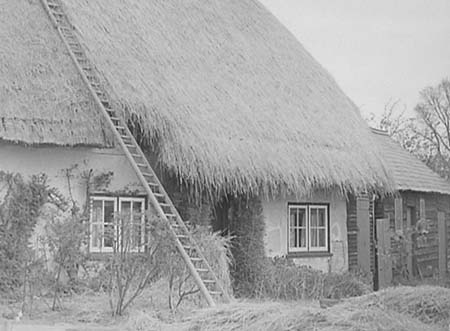 1954 Thatching 03