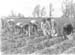 1953 Potato Planting 01