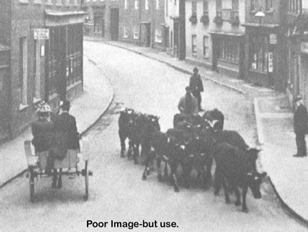  Cattle e1900s.4780