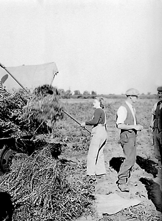 Flax Harvest 1944.07