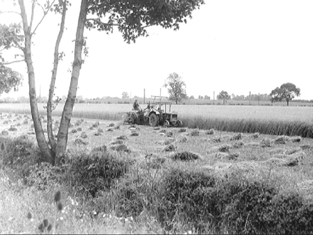 Harvesting 1944.2408