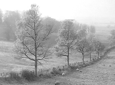 Pasture 1956 02